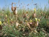 Astragalus krauseanus