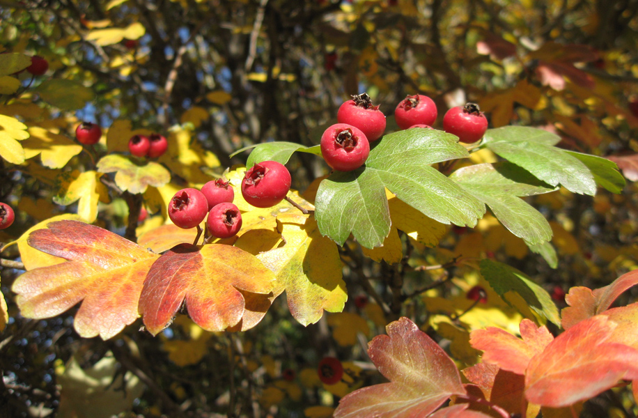 Image of Crataegus &times; media specimen.