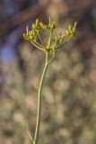 Sonchus palustris. Верхушка растения с соцветиями. Ростовская обл., Неклиновский р-н, окр. хут. Мержаново, приморский склон. 12.07.2022.