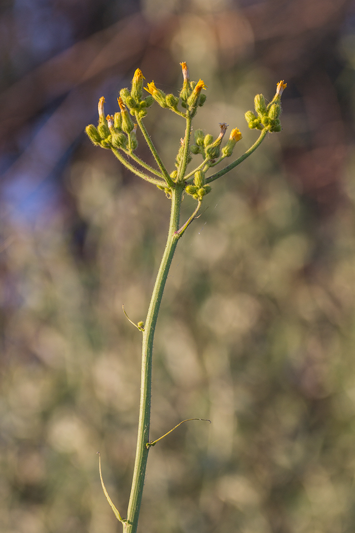 Изображение особи Sonchus palustris.