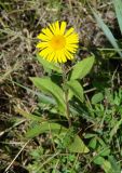 Inula britannica