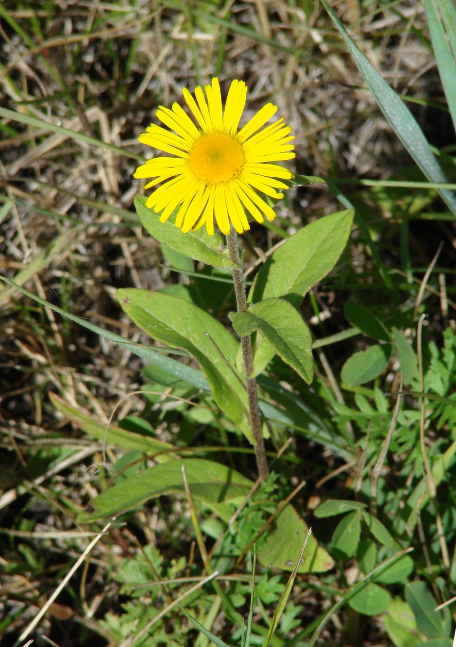 Image of Inula britannica specimen.
