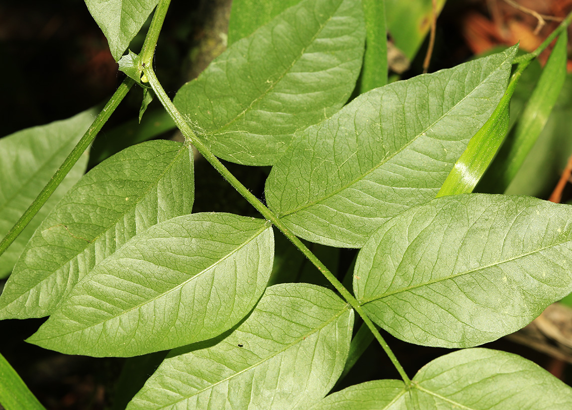 Image of Vicia ramuliflora specimen.