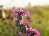 Centaurea adpressa