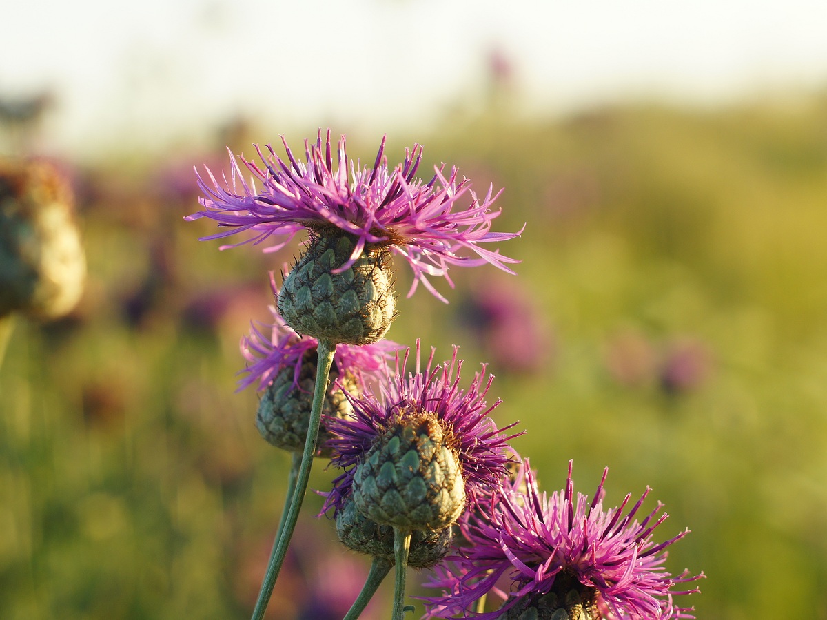 Изображение особи Centaurea adpressa.