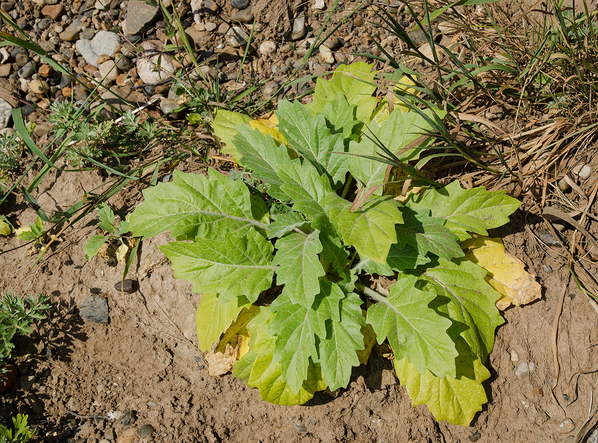 Изображение особи Hyoscyamus niger.