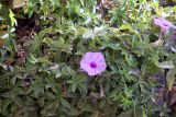 Ipomoea cairica