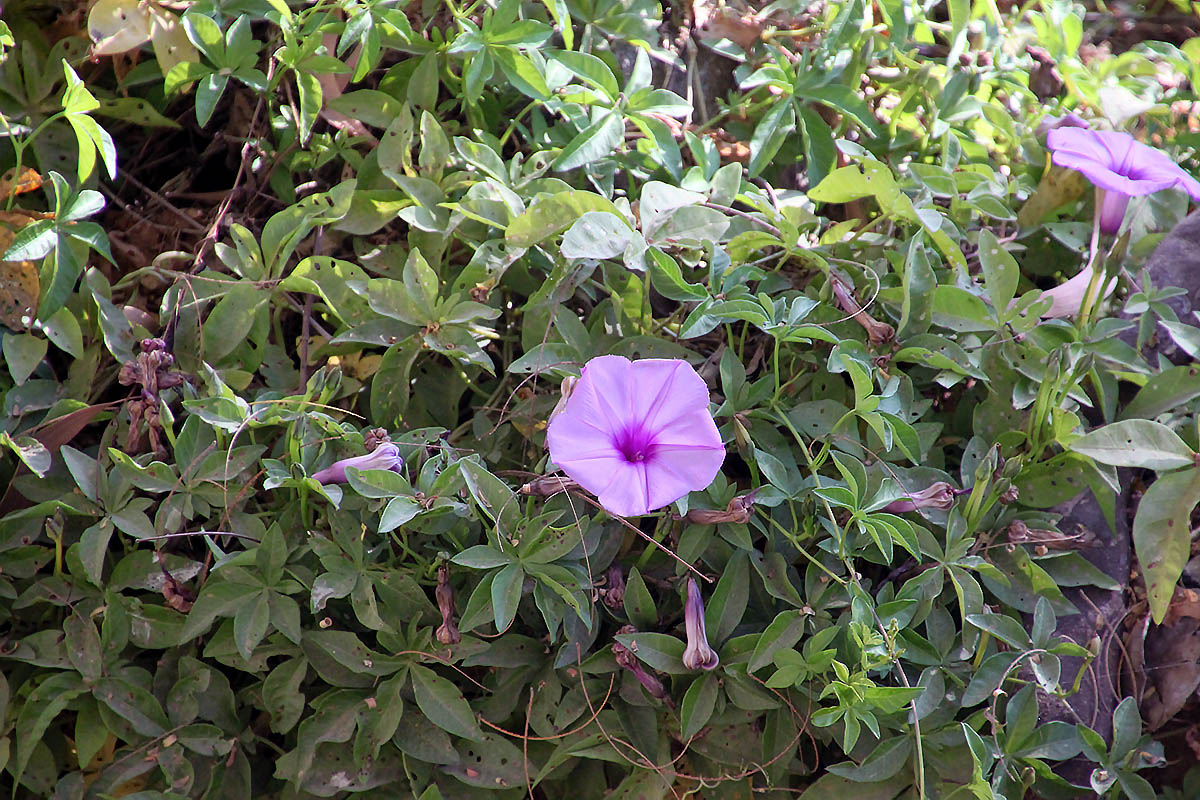 Image of Ipomoea cairica specimen.