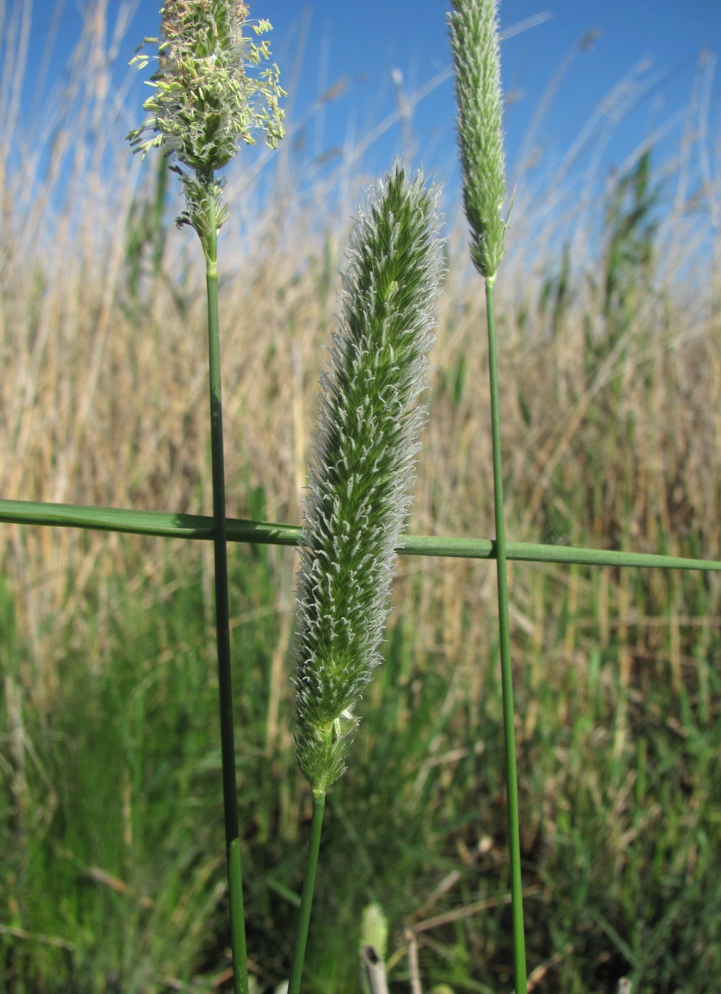 Image of Alopecurus arundinaceus specimen.