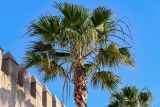Washingtonia robusta