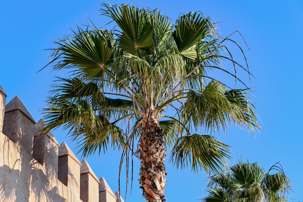 Image of Washingtonia robusta specimen.