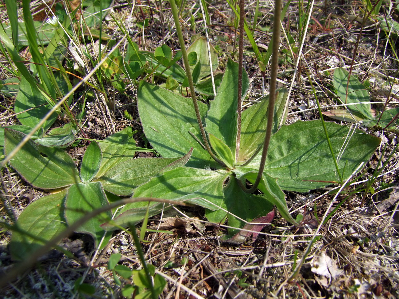 Image of Plantago media specimen.