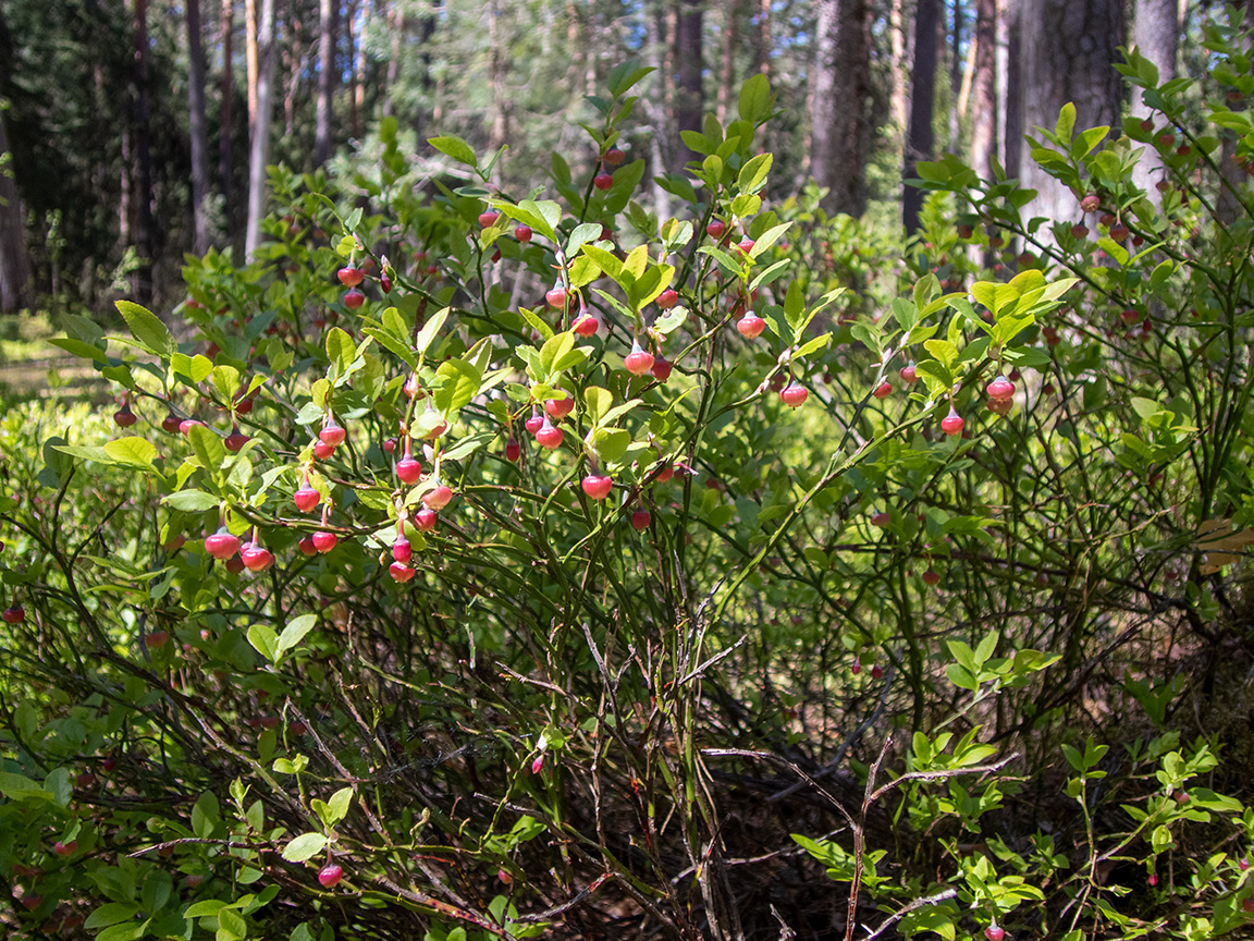 Image of Vaccinium myrtillus specimen.