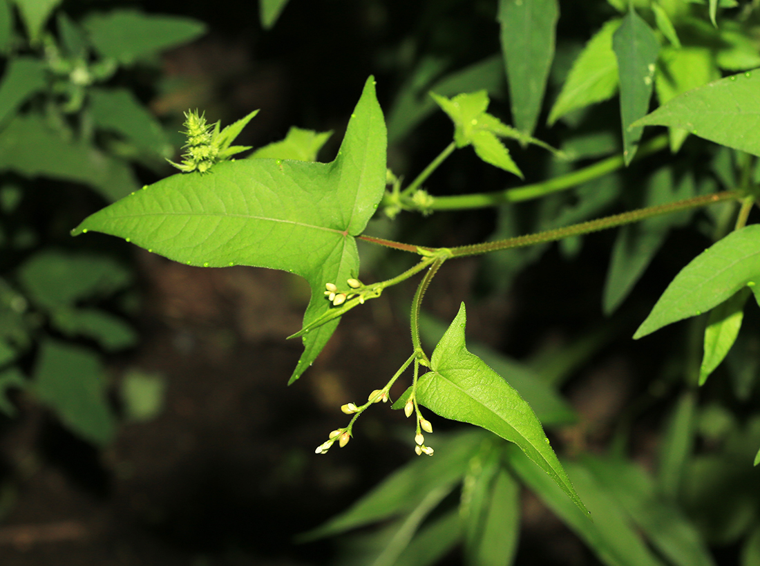 Изображение особи Truellum arifolium.