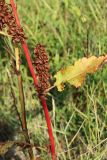 Rumex aquaticus. Средняя часть плодоносящего растения с пазушным соплодием. Карелия, г. Медвежьегорск, побережье Онежского оз. близ ул. Онежская, граница зарастающего ивой сухого разнотравно-злакового луга и песчаного пляжа. 06.08.2022.