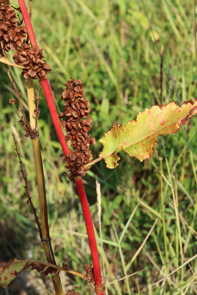 Изображение особи Rumex aquaticus.