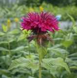 Monarda didyma. Верхушка растения с соцветием. Пермский край, г. Пермь, Кировский р-н, клумба у жилого дома. 17.07.2022.