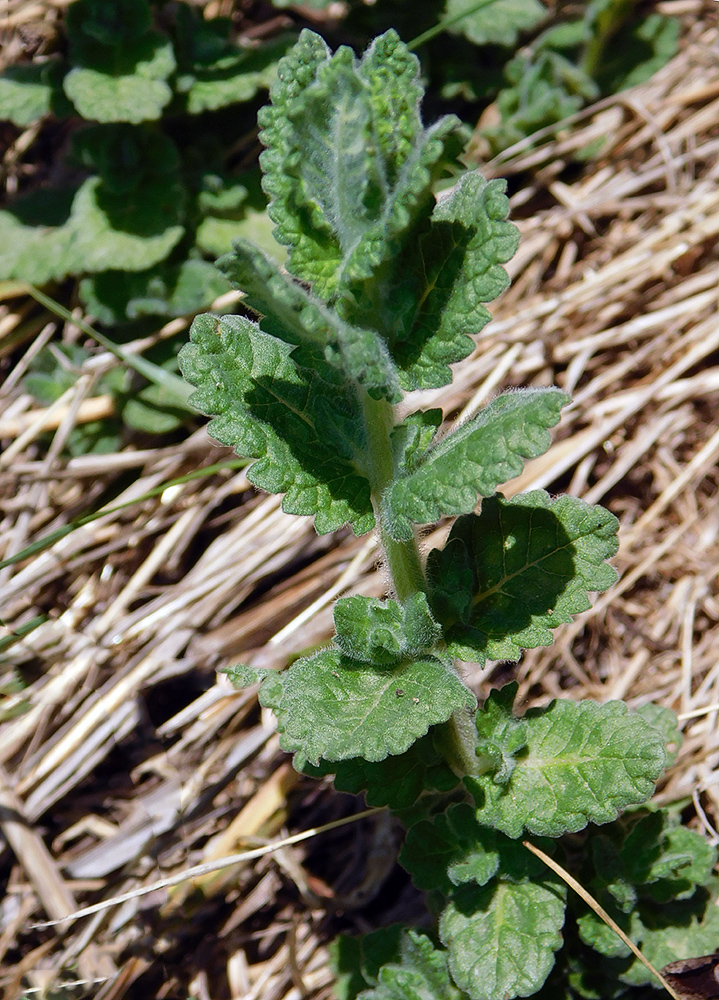 Image of Teucrium scordioides specimen.