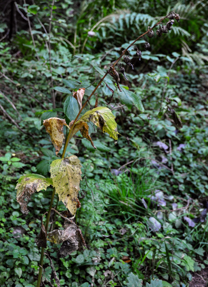 Image of Campanula latifolia specimen.