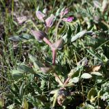Lathyrus japonicus подвид pubescens. Побег. Мурманская обл., окр. пос. Дальние Зеленцы, побережье Дальнезеленецкой губы, приморский луг. 04.08.2010.