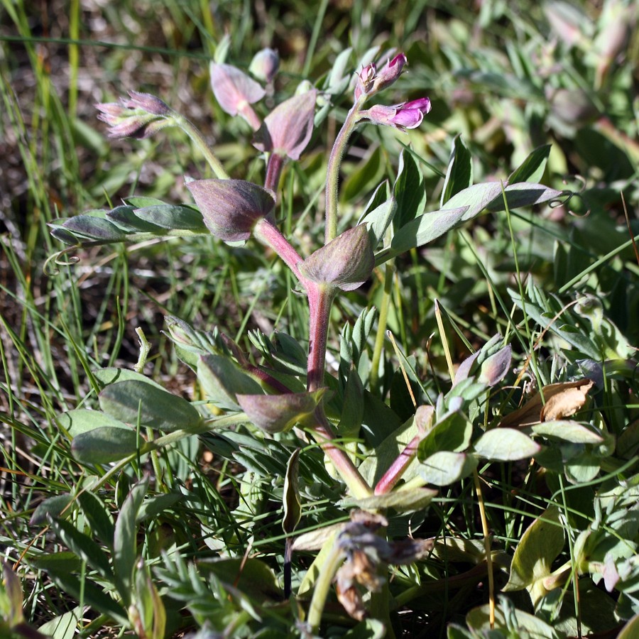 Изображение особи Lathyrus japonicus ssp. pubescens.