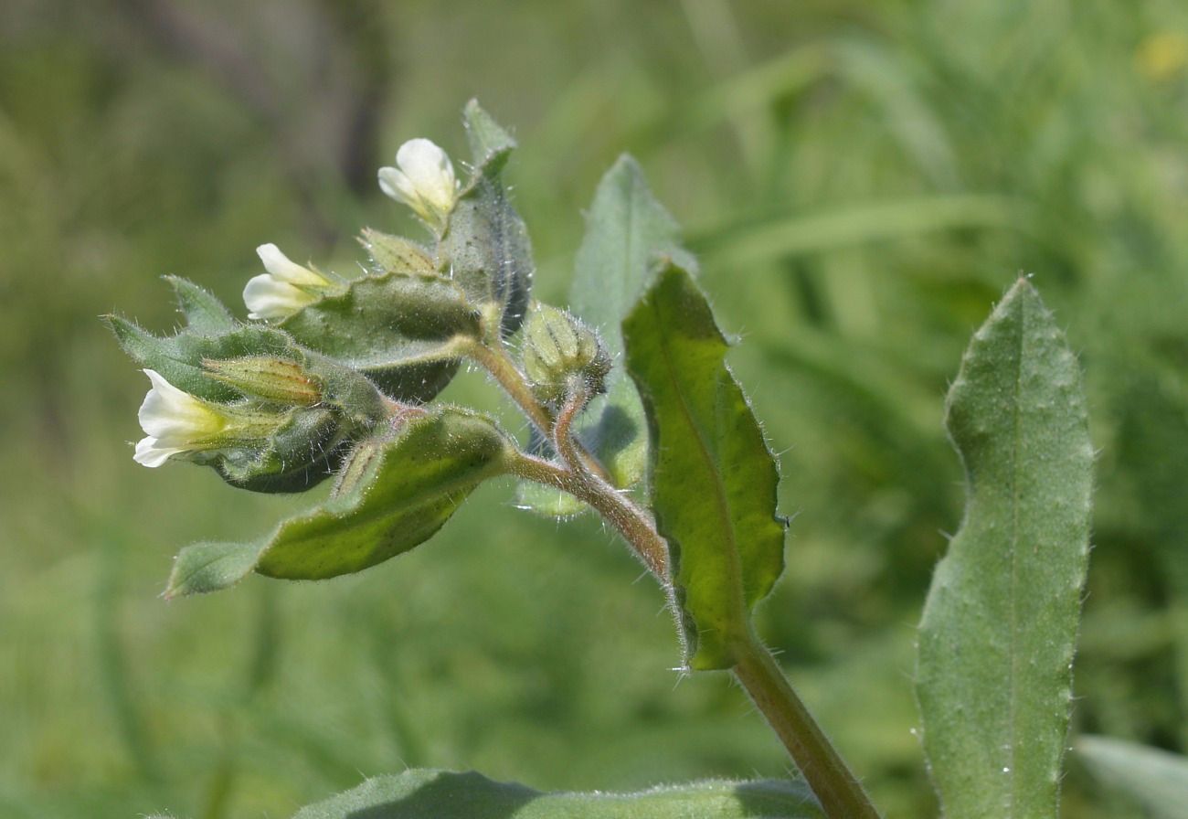 Image of Nonea lutea specimen.