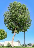 Khaya senegalensis