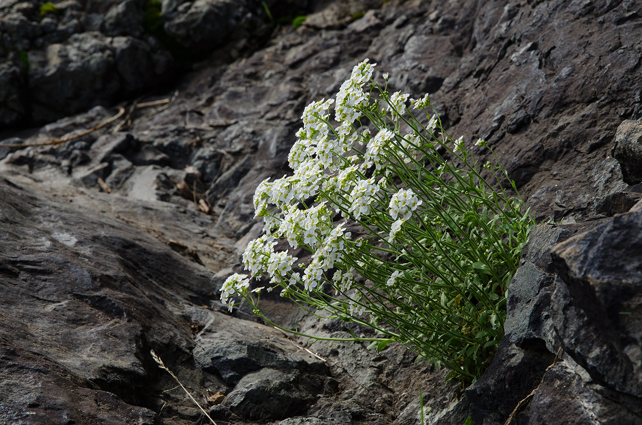 Изображение особи Schivereckia podolica.