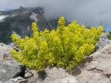 Cruciata valentinae