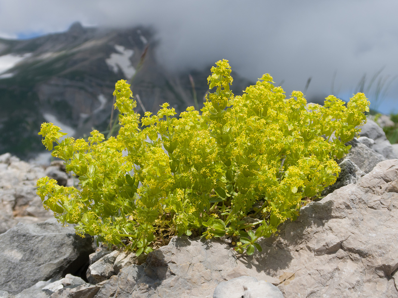 Image of Cruciata valentinae specimen.