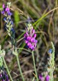 Oxytropis kasakorum