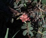 familia Fabaceae. Лист и соцветие. Чили, обл. Valparaiso, провинция Isla de Pascua, восточная часть острова, церемониальный комплекс Tongariki. 12.03.2023.