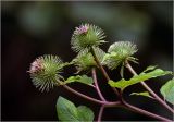 Arctium lappa