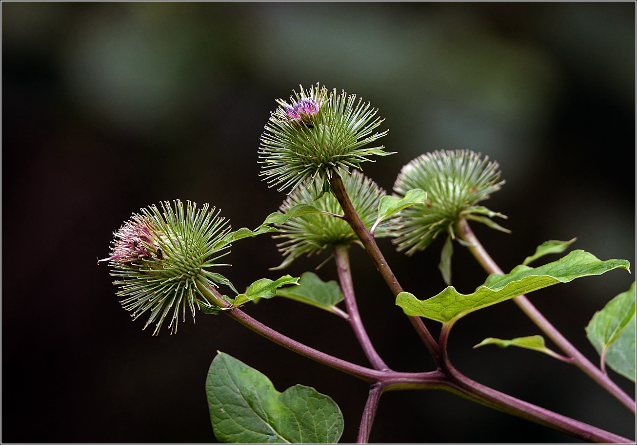 Изображение особи Arctium lappa.