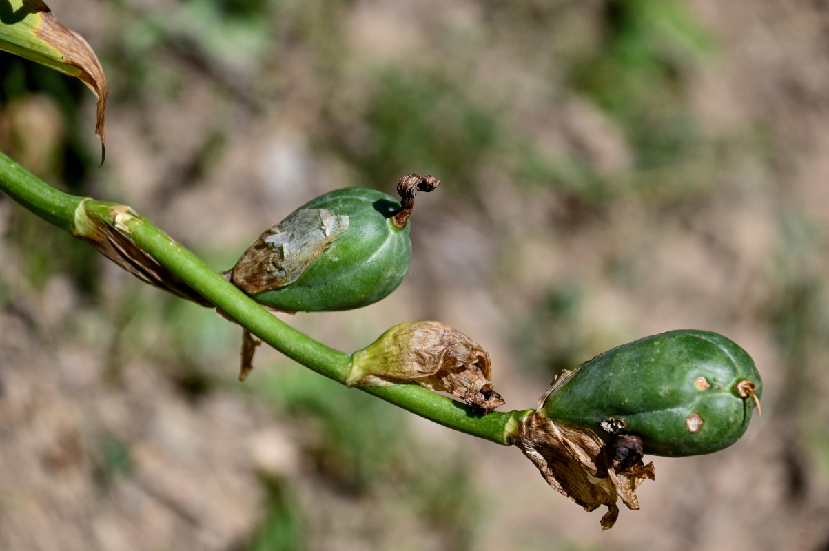 Image of Iris alberti specimen.