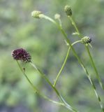 Sanguisorba officinalis