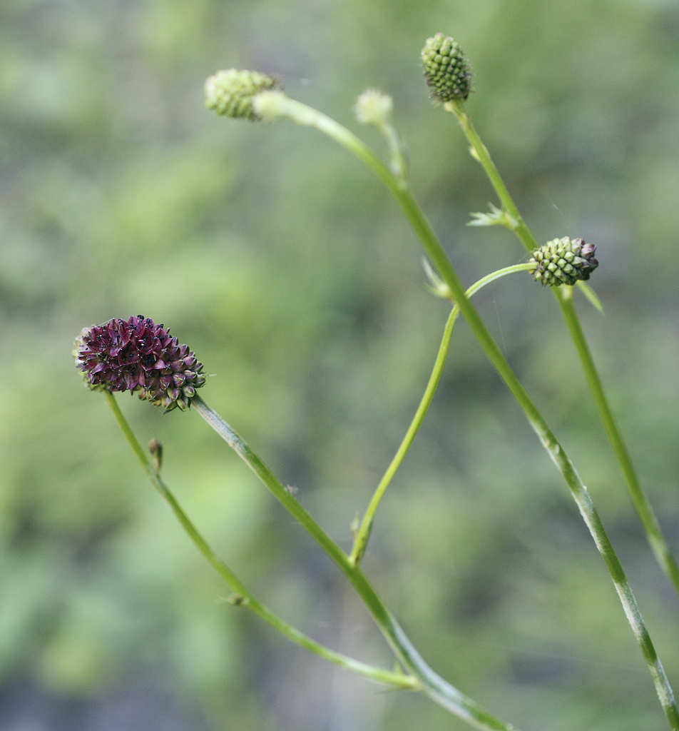 Image of Sanguisorba officinalis specimen.