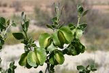 Zygophyllum atriplicoides. Часть веточки с плодами. Таджикистан, Согдийская обл., Исфара, пестроцветы. 1 мая 2023 г.