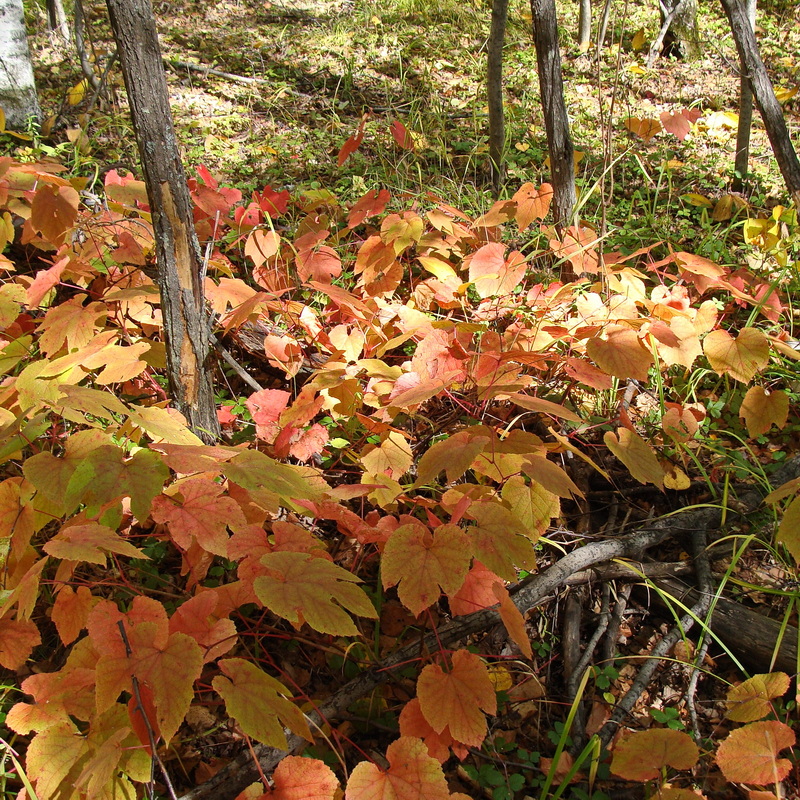 Изображение особи Vitis amurensis.