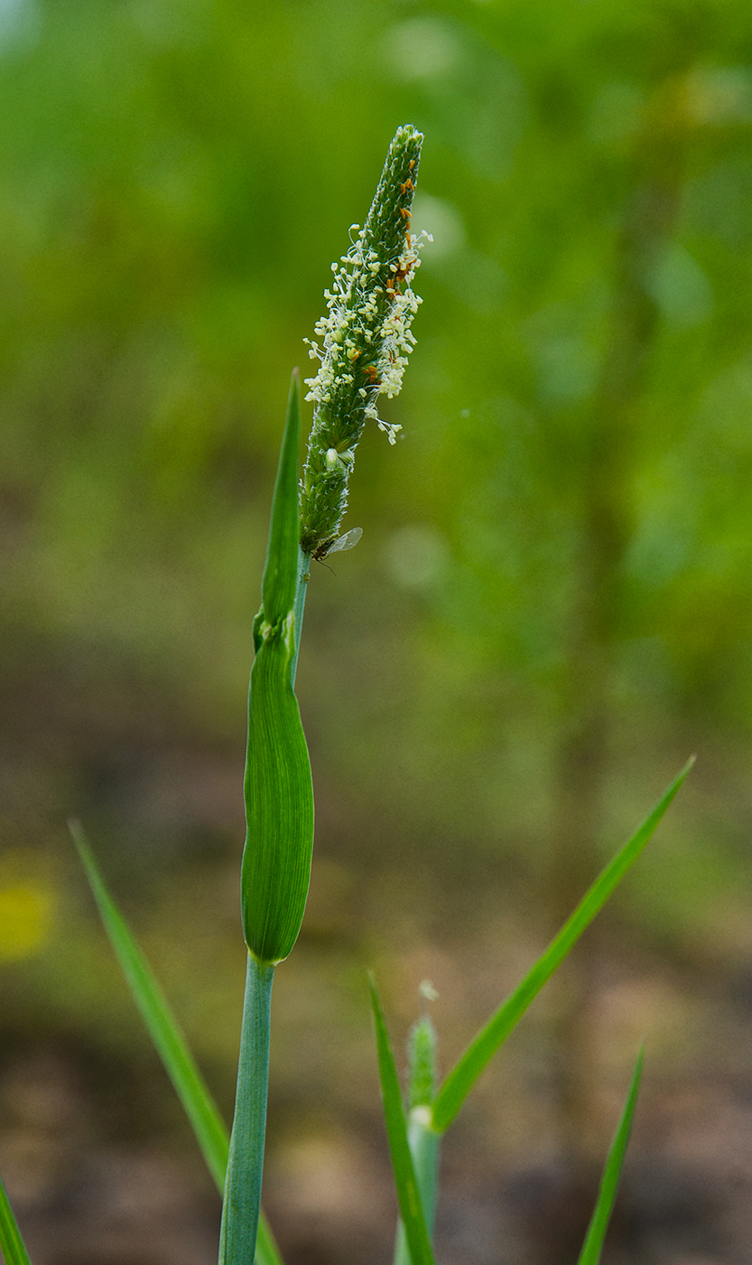 Image of Alopecurus aequalis specimen.