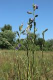 Campanula persicifolia