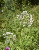 Anthriscus sylvestris. Верхушки побегов с соцветиями и соплодиями. Испания, автономное сообщество Каталония, провинция Жирона, комарка Рипольес, муниципалитет Сеткасес, окр. н.п. Сеткасес, ≈1300 м н.у.м., верховья р. Тер, небольшая пересыхающая излучина, высокотравные заросли. 27.07.2021.