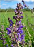 Salvia stepposa. Соцветие. Нижегородская обл., окр. c. Медяна, пойма р. Медянка, заливной луг. 6 июня 2010 г.