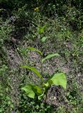 Inula helenium