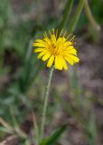 Taraxacum scariosum. Соцветие. Республика Саха (Якутия), г. Якутск, сорное на газоне. 02.08.2023.