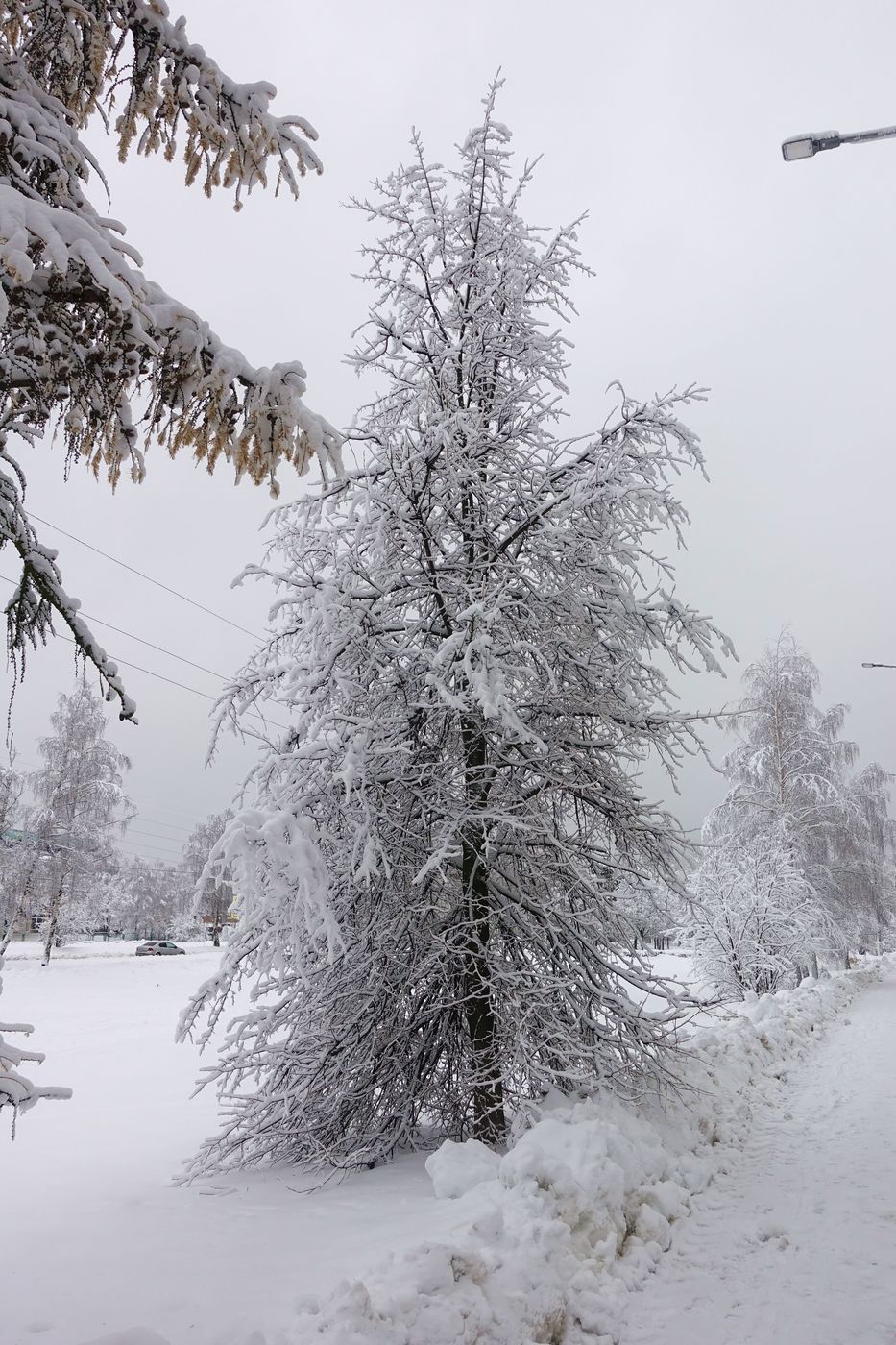 Изображение особи Tilia cordata.