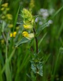 genus Rhinanthus. Верхушка побега с соцветием. Армения, обл. Гегаркуник, берег оз. Севан, гора Артаниш, ≈ 2200 м н.у.м., луговой склон. 23.06.2022.