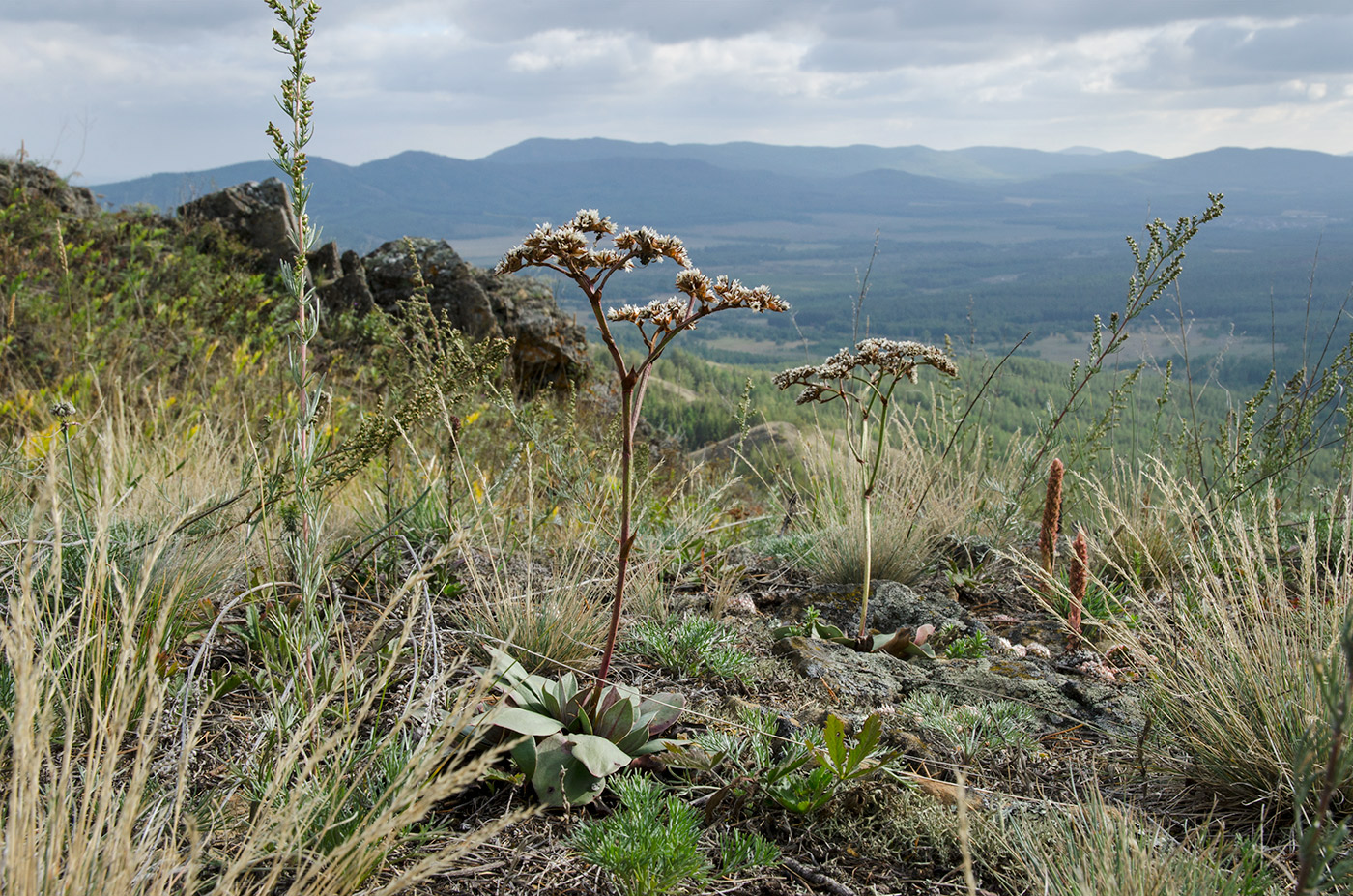 Image of Goniolimon speciosum specimen.