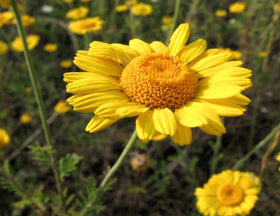 Изображение особи Anthemis tinctoria.