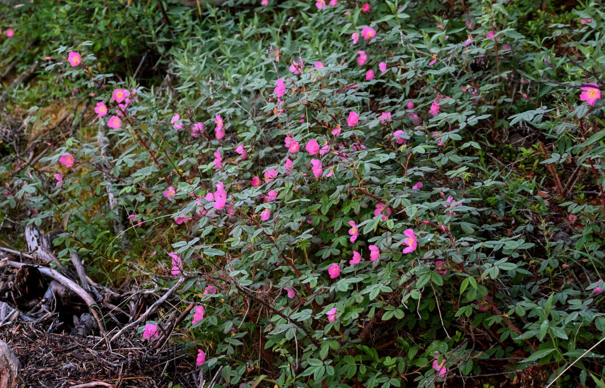 Изображение особи Rosa acicularis.